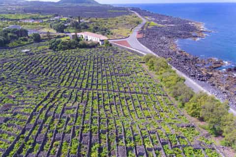 Azores: Wine Tasting Tour on Pico Island