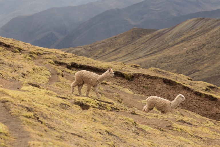 Cusco: privéwandeling van een hele dag naar Palcoyo Rainbow Mountain