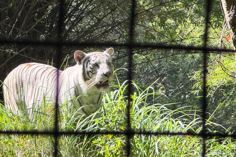 Safari en Jeep por la Vida Salvaje en Bannerghatta con Traslado Privado