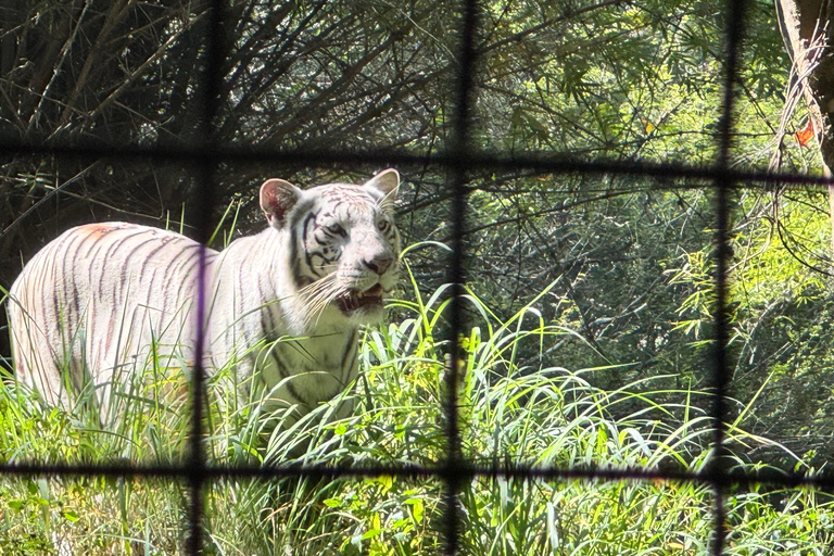 Safari en Jeep por la Vida Salvaje en Bannerghatta con Traslado Privado