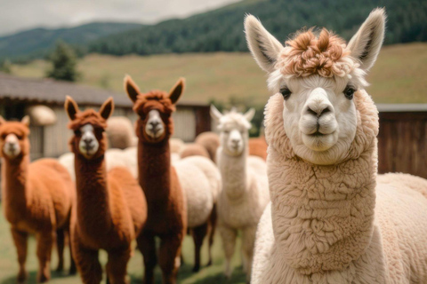 Cusco: Private Transfer to Awana Kancha