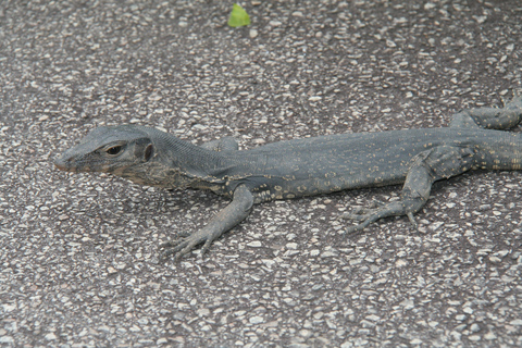 Cingapura: Excursão particular com um guia localPasseio de 3 horas