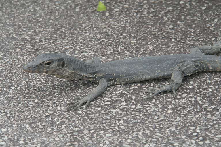 Cingapura: Excursão particular com um guia localPasseio de 3 horas