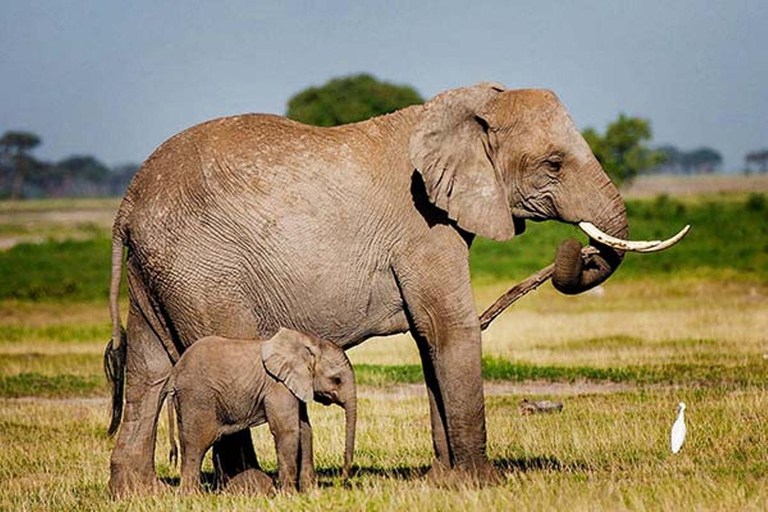 Amboseli National Park: 2 day Safari TripAmboseli National Park: 2 days Safari Trip