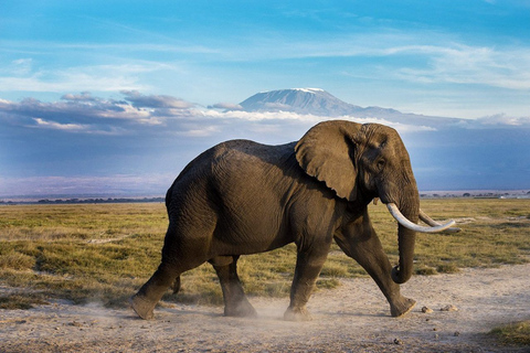 Amboseli National Park: 2 day Safari TripAmboseli National Park: 2 days Safari Trip