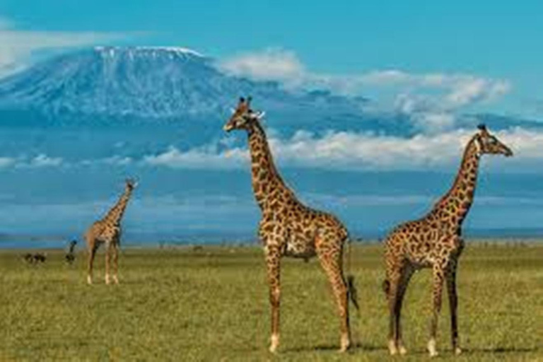 Amboseli National Park: 2 day Safari TripAmboseli National Park: 2 days Safari Trip