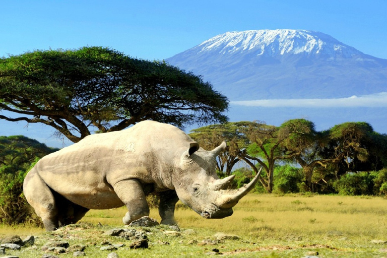 Amboseli National Park: 2 day Safari TripAmboseli National Park: 2 days Safari Trip