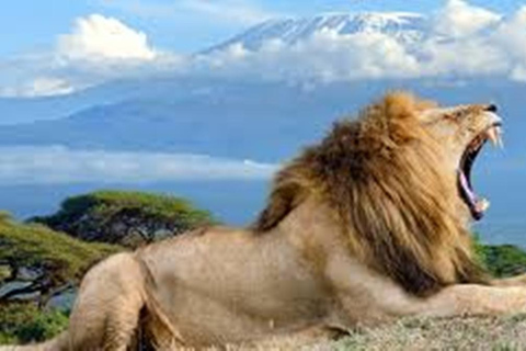 Amboseli National Park: 2 day Safari TripAmboseli National Park: 2 days Safari Trip