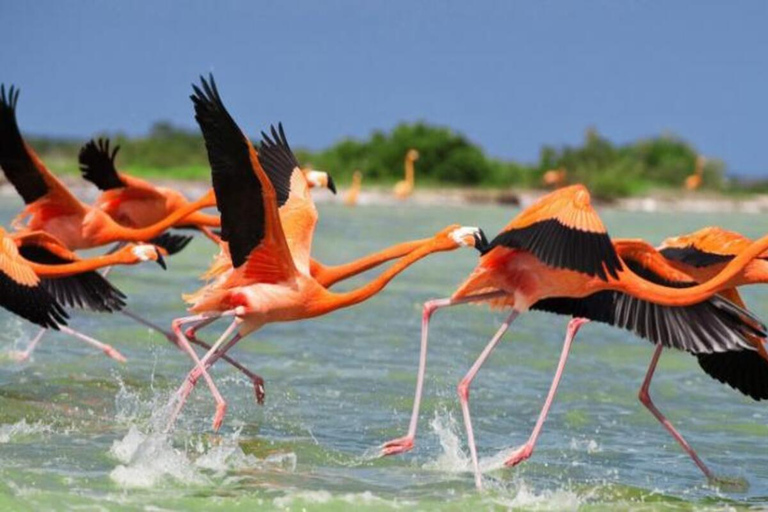 Jukatan: Las Coloradas Pink Lake i Rio Lagartos Tour z lunchem