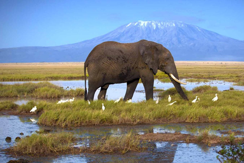 Amboseli National Park: 2 day Safari TripAmboseli National Park: 2 days Safari Trip