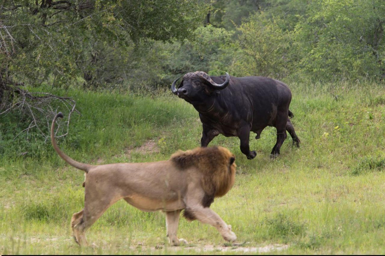 Nairobi:1 Day Ol Pejeta Excursion with guide and transfer