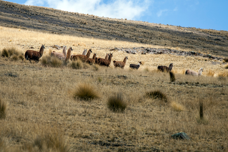 Van Cusco: Huchuy Qosqo privéwandeling van een hele dag