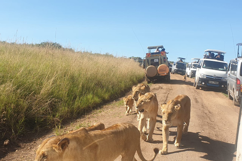 De Nairobi: Masai Mara, Nakuru et Amboseli Safari de 7 joursOption privée standard