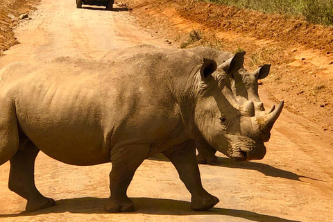 Nairobi: visite du parc national privé et expérience CarnivoreVisite privée du matin et déjeuner