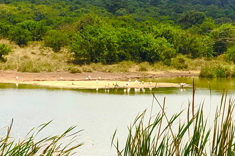 Nairobi: visite du parc national privé et expérience CarnivoreVisite privée du matin et déjeuner