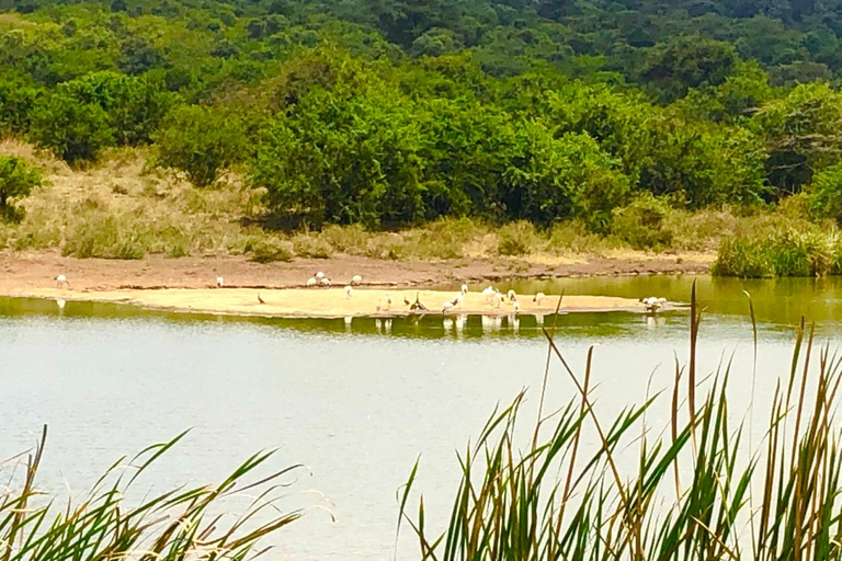 Nairobi: visite du parc national privé et expérience CarnivoreVisite privée du matin et déjeuner