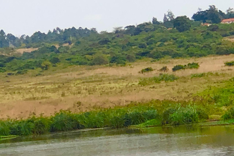 Nairobi: visite du parc national privé et expérience CarnivoreVisite privée du matin et déjeuner