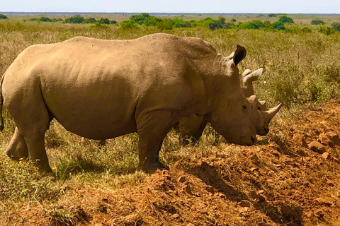 Nairobi: visite du parc national privé et expérience CarnivoreVisite privée du matin et déjeuner