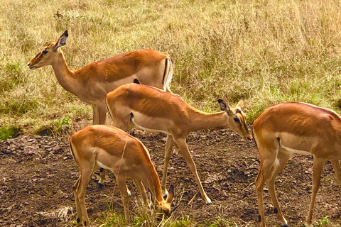 Nairobi: visite du parc national privé et expérience CarnivoreVisite privée du matin et déjeuner