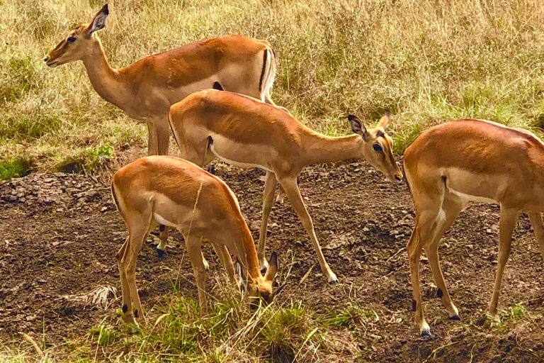 Nairobi: visite du parc national privé et expérience CarnivoreVisite privée en après-midi et dîner