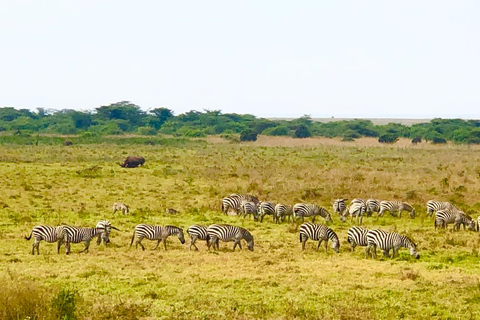 Nairobi: visite du parc national privé et expérience CarnivoreVisite privée en après-midi et dîner