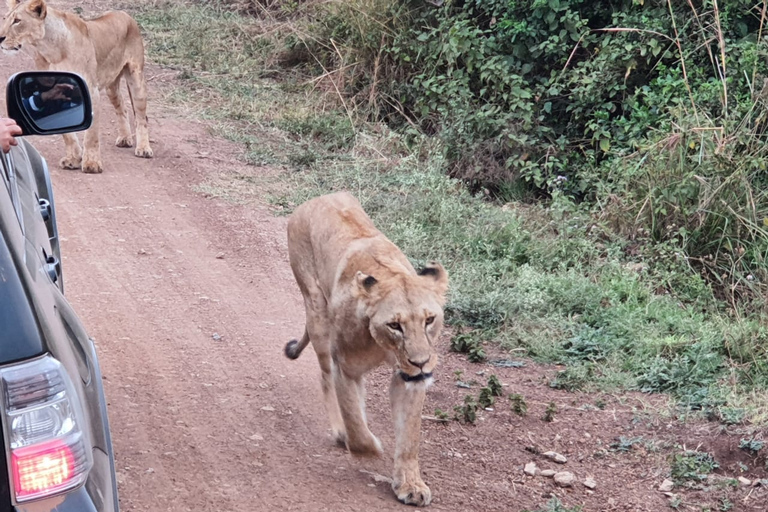 Nairobi: visite du parc national privé et expérience CarnivoreVisite privée du matin et déjeuner