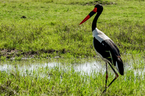 Nairobi: visite du parc national privé et expérience CarnivoreVisite privée du matin et déjeuner