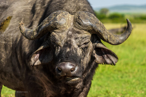 Da Nairobi: Safari di gruppo nel Maasai Mara di 3 giorni/2 nottiSafari di gruppo di 3 giorni e 2 notti e visita al villaggio Masai