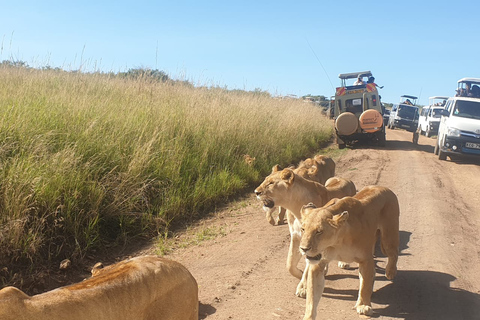 From Nairobi: 3-Day/2-Night Maasai Mara Group Safari3-Day/2-Night Private Safari