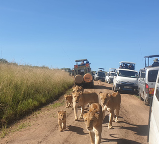 Masai Mara: Meerdaagse trips vanuit Nairobi