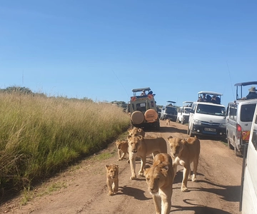 Desde Nairobi: Safari en grupo de 3 días y 2 noches por el Maasai Mara