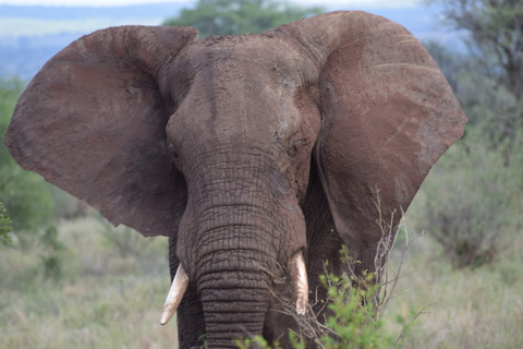 Safári Privado Pernoite Para Masai MaraSafári Privado Pernoite Para Masai Mara Acomodação de Luxo