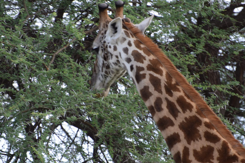 Nuit en safari privé à Masaï MaraNuit en safari privé à l'hébergement de luxe du Masaï Mara