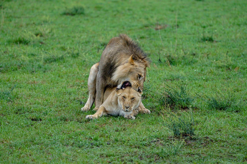 Durante la noche Safari privado a Masai Mara