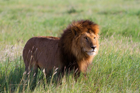 Nuit en safari privé à Masaï Mara