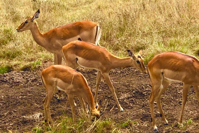 Durante la noche Safari privado a Masai Mara