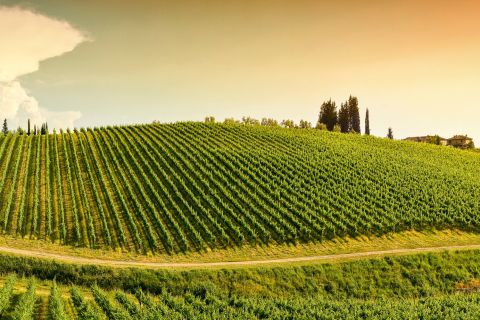 Vanuit Florence: dagtour wijnproeven in Chianti met eten