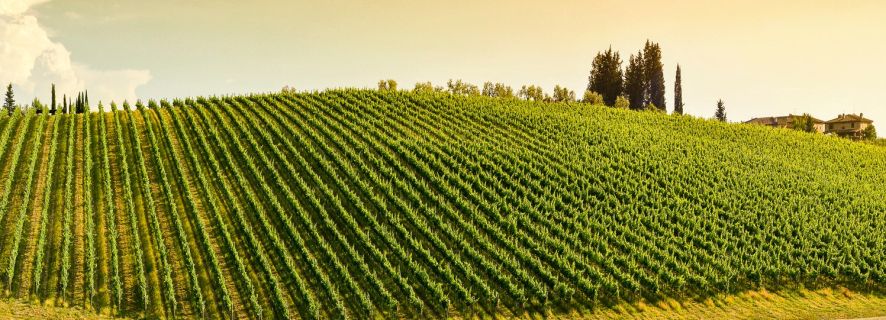 De Florença: Degustação de Vinhos de Chianti com Petiscos