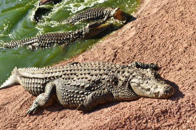 Agadir: Goat on Trees & Crocodile Park including HotelPickup