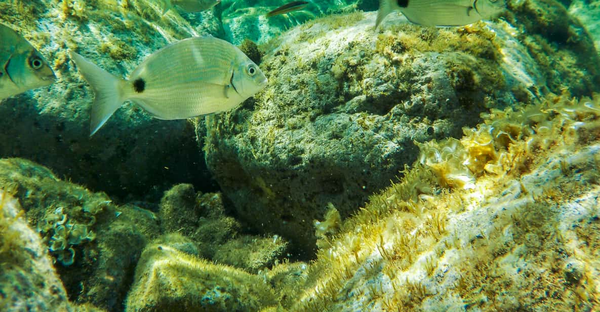 Sorrento: tour esclusivo in barca a Capri e Grotta Azzurra facoltativa