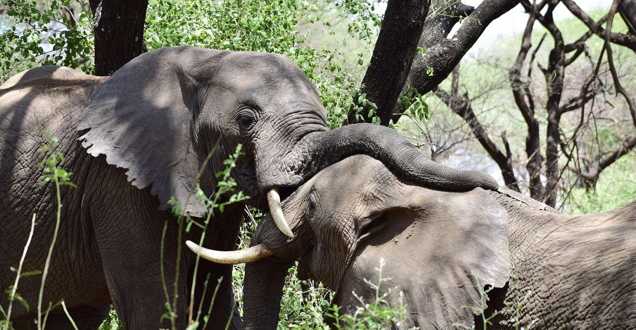 2-DAYS Best Safari in Mikumi National Park - Housity