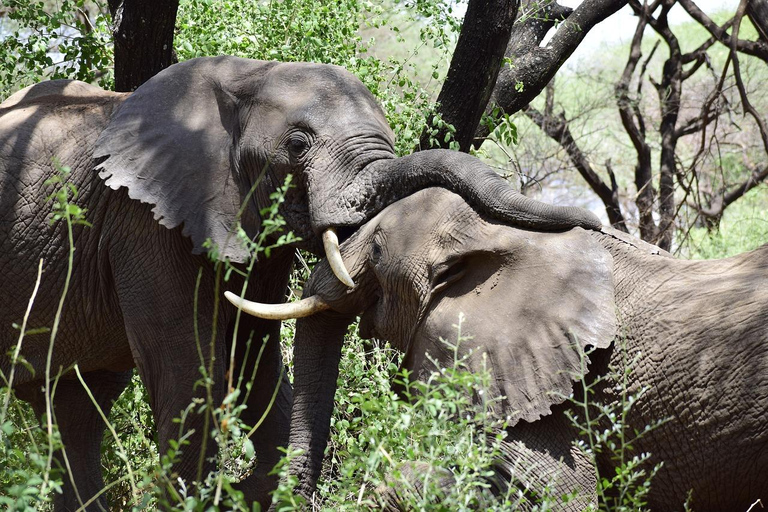 Mikumi National Park Tagestour von Sansibar aus