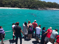 Jervis Bay, crucero Dolphin de 1.5 horas - Housity
