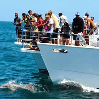 Jervis Bay: 1.5-Hour Dolphin Cruise
