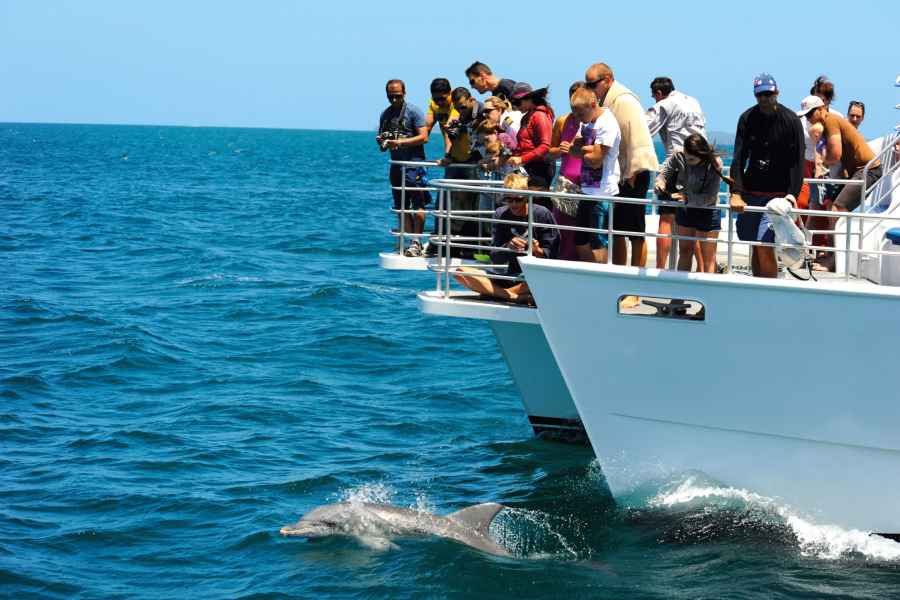 Jervis Bay: Delfin-Bootstour. Foto: GetYourGuide