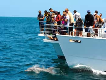 Jervis Bay: 1.5-Hour Dolphin Cruise