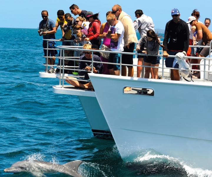 Jervis Bay: cruzeiro de 1,5 horas com golfinhos