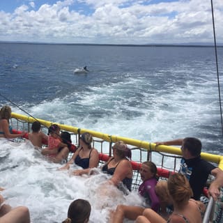 Huskisson: Dolphin Cruise & Boom Netting Experience
