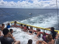 Huskisson, Dolphin Cruise & Boom Netting Experience - Housity