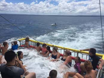 Huskisson: Dolphin Cruise & Boom Netting Experience